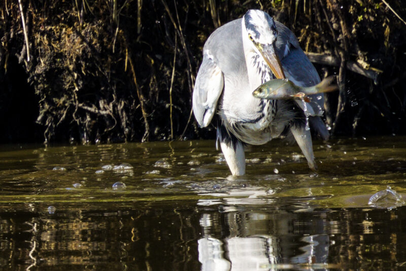 Héron cendré pêchant un poisson